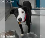 Small #1 American Pit Bull Terrier Mix