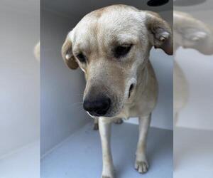 Labrador Retriever Dogs for adoption in Houston, TX, USA