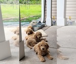 Small Photo #23 Goldendoodle (Miniature) Puppy For Sale in STELLA, NC, USA