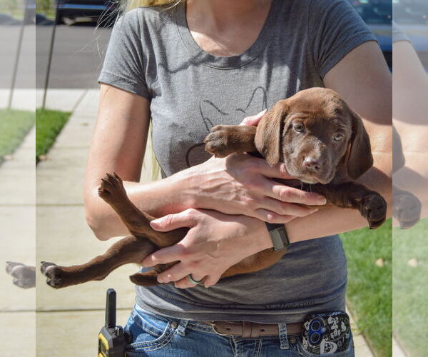 Medium Photo #5 Sheprador Puppy For Sale in Huntley, IL, USA