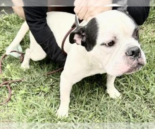 Medium Photo #1 Bulldog-Unknown Mix Puppy For Sale in Houston, TX, USA