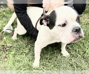 Bulldog-Unknown Mix Dogs for adoption in Houston, TX, USA