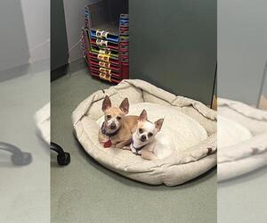 Chihuahua Dogs for adoption in Boston, MA, USA