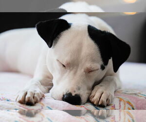 Caliente - Female Mutt Dog for Adoption - Photo #8