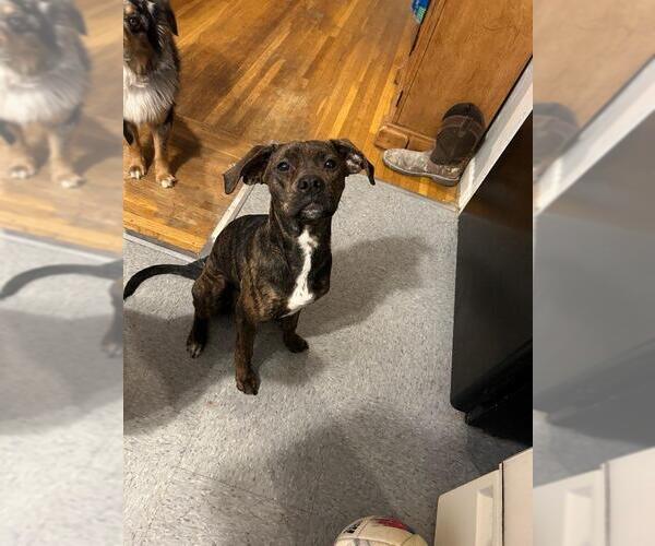 Medium Photo #3 Bogle Puppy For Sale in Aurora, IN, USA