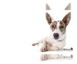 Small #2 Jack Russell Terrier-Whippet Mix