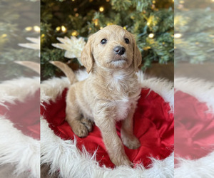Labradoodle Puppy for sale in SPANISH FORK, UT, USA
