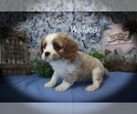 Small Photo #9 Cavalier King Charles Spaniel Puppy For Sale in CHANUTE, KS, USA