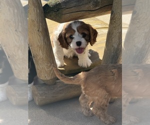 Cavapoo (Miniature) Litter for sale in SAINT FRANCIS, MN, USA