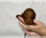 Small Photo #23 Goldendoodle Puppy For Sale in ABILENE, TX, USA