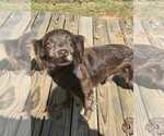 Small Photo #3 Cocker Spaniel-Unknown Mix Puppy For Sale in Lakemont, GA, USA
