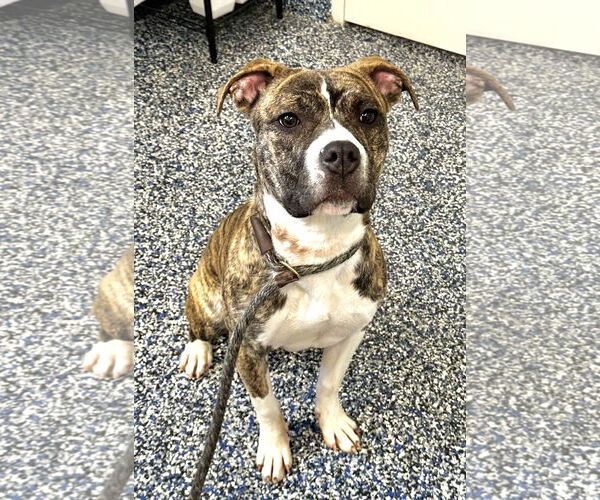 Medium Photo #3 Mutt Puppy For Sale in Jackson , NJ, USA