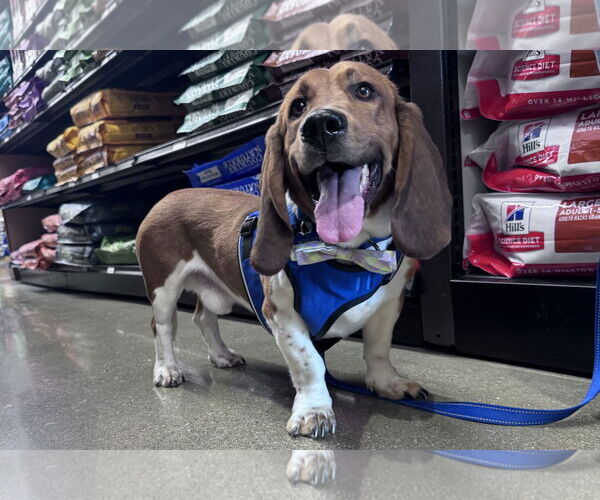 Medium Photo #3 Mutt Puppy For Sale in Brookville, OH, USA