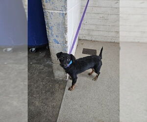 Mutt Dogs for adoption in San Bernardino, CA, USA