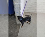 Small Mutt