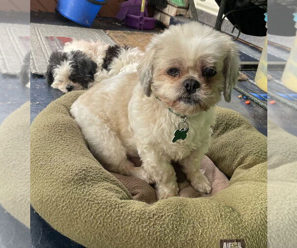 Medium Photo #3 Shih Tzu Puppy For Sale in Springdale, PA, USA