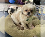 Small #2 Shih Tzu