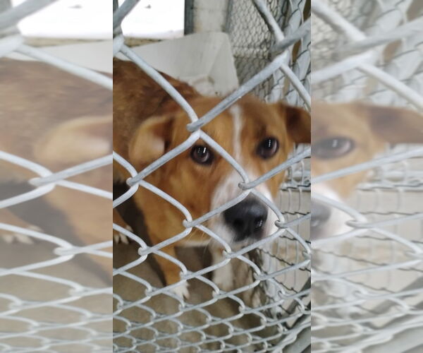 Medium Photo #3 Mutt Puppy For Sale in Great Bend, KS, USA
