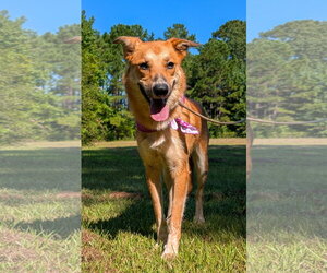 Labrador Retriever Dogs for adoption in The Woodlands, TX, USA