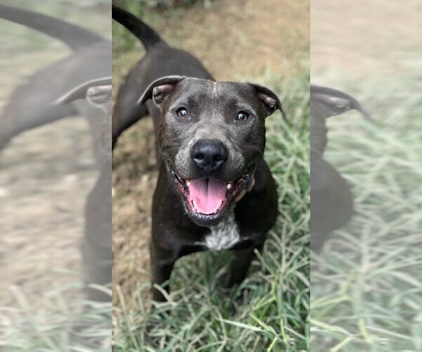 Medium Photo #15 American Staffordshire Terrier-Unknown Mix Puppy For Sale in Calhoun, GA, USA