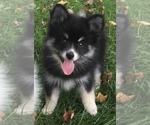 Small Photo #33 Pomsky Puppy For Sale in BAXTER, TN, USA