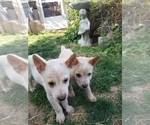 Small Photo #1 Australian Cattle Dog Puppy For Sale in WILLIAMSBURG, CO, USA