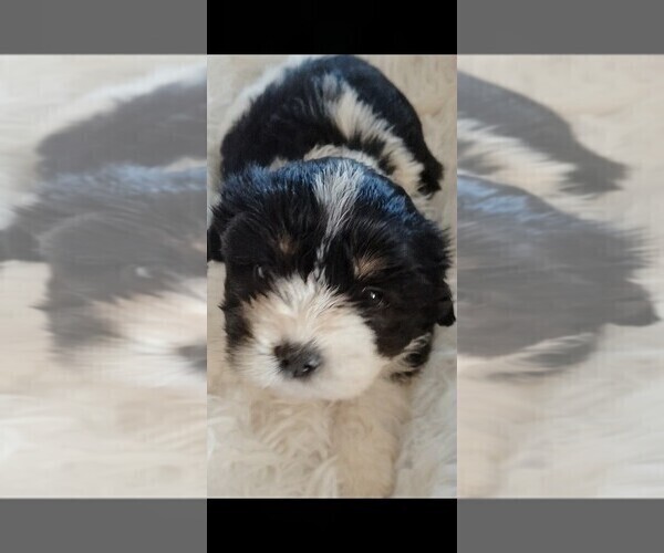 Medium Photo #1 Cock-A-Tzu Puppy For Sale in WOBURN, MA, USA