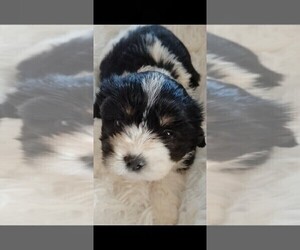 Cock-A-Tzu Puppy for sale in WOBURN, MA, USA