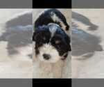 Image preview for Ad Listing. Nickname: Shihtzu mix