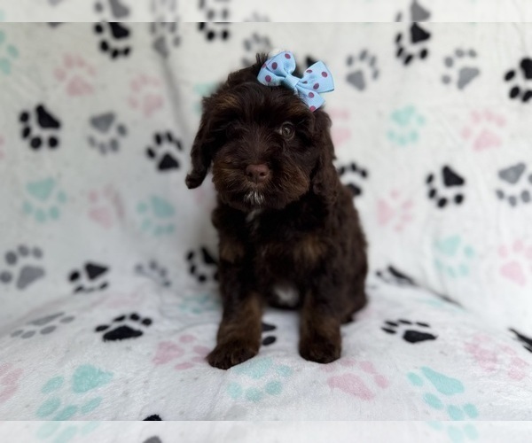 Medium Photo #3 Cock-A-Poo Puppy For Sale in LAKELAND, FL, USA