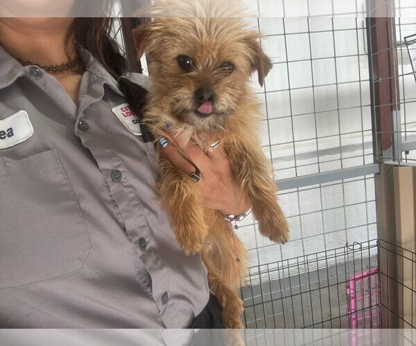 Medium Photo #1 Mutt Puppy For Sale in Grafton, WI, USA