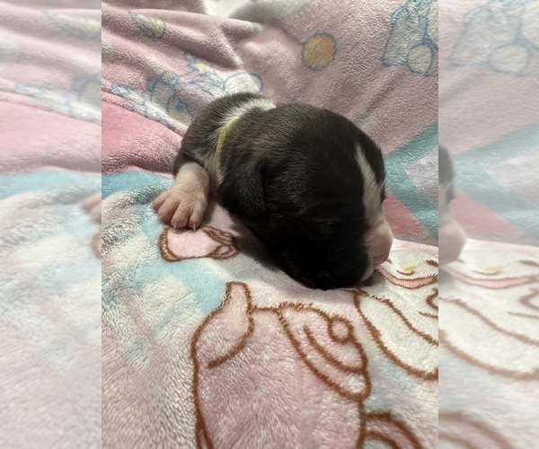 Medium Photo #4 Boxer Puppy For Sale in RALEIGH, NC, USA