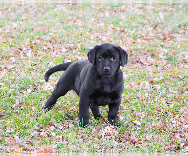 Medium Photo #1 Labrador Retriever Puppy For Sale in SYRACUSE, IN, USA
