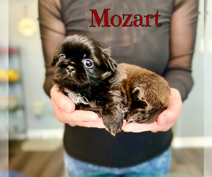 Shih Tzu Puppy for sale in SUGAR HILL, GA, USA