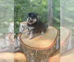 Small #6 Alaskan Klee Kai-Pomsky Mix
