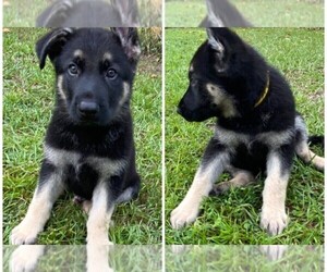 German Shepherd Dog Puppy for sale in MADISON SQUARE STA, NY, USA