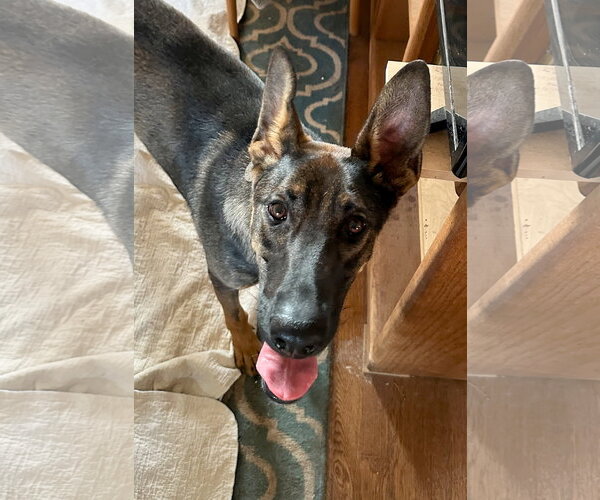 Medium Photo #3 German Shepherd Dog-Unknown Mix Puppy For Sale in Centreville, VA, USA