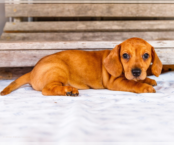 Medium Photo #3 Dachshund Puppy For Sale in WAKARUSA, IN, USA