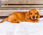 Small Photo #45 Dachshund Puppy For Sale in WAKARUSA, IN, USA