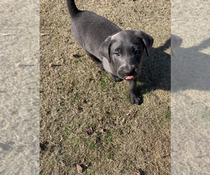 Labrador Retriever Puppy for sale in TOWNVILLE, SC, USA