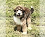 Image preview for Ad Listing. Nickname: Callie