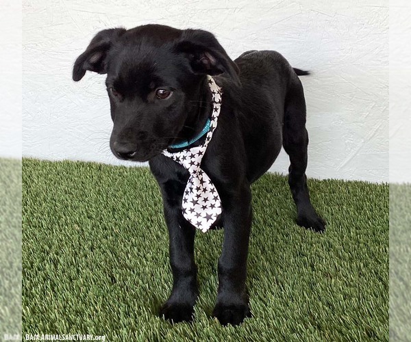 Medium Photo #2 Mutt Puppy For Sale in San Diego, CA, USA