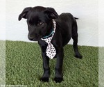 Small #1 Mutt