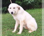 Small #2 Great Pyrenees Mix