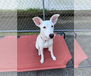 Nellie Lonestar - Female Carolina Dog-Unknown Mix Dog for Adoption - Photo #10