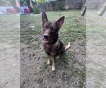 Small German Shepherd Dog Mix