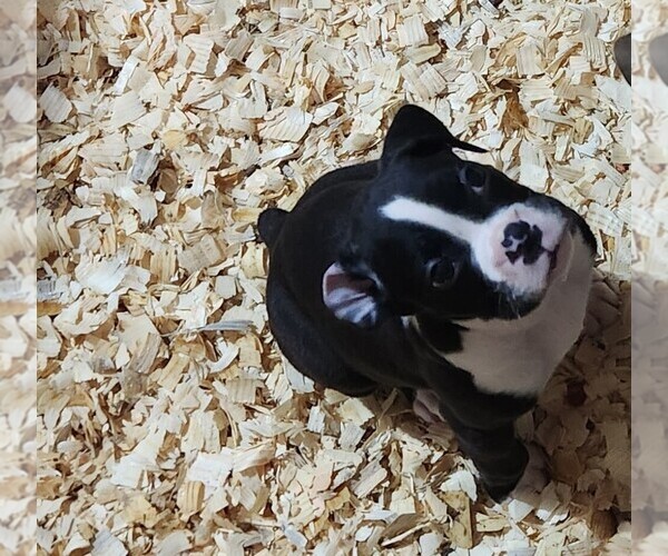 Medium Photo #11 Boxer Puppy For Sale in STAFFORD SPRINGS, CT, USA