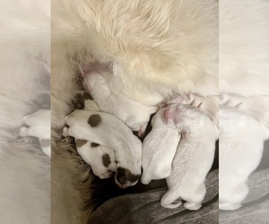 Great Pyrenees Puppy for sale in SPRINGDALE, WA, USA