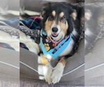 Small #2 Border Collie-Collie Mix