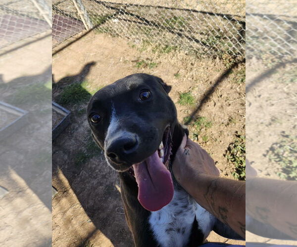 Medium Photo #4 Labrador Retriever-Unknown Mix Puppy For Sale in Amarillo, TX, USA